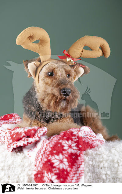 Welsh terrier between Christmas decoration / MW-14507