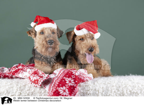 Welsh terrier between Christmas decoration / MW-14508