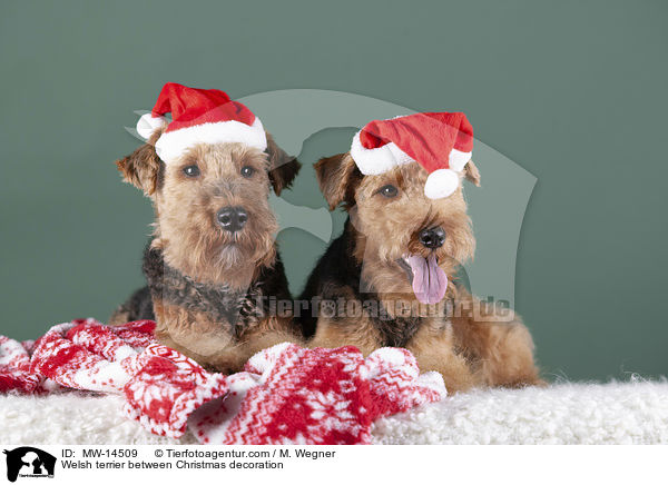 Welsh terrier between Christmas decoration / MW-14509