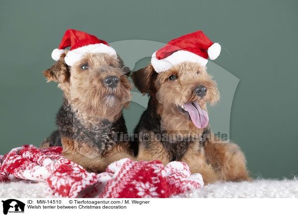 Welsh terrier between Christmas decoration / MW-14510