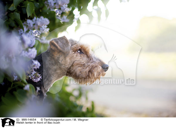 Welsh terrier in front of lilac bush / MW-14654