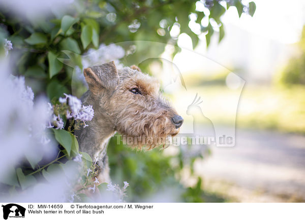 Welsh terrier in front of lilac bush / MW-14659