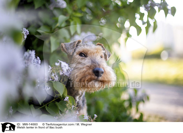 Welsh terrier in front of lilac bush / MW-14660