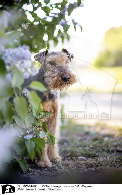 Welsh terrier in front of lilac bush / MW-14661