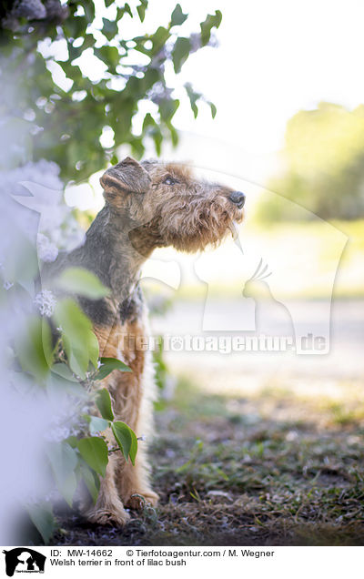 Welsh terrier in front of lilac bush / MW-14662