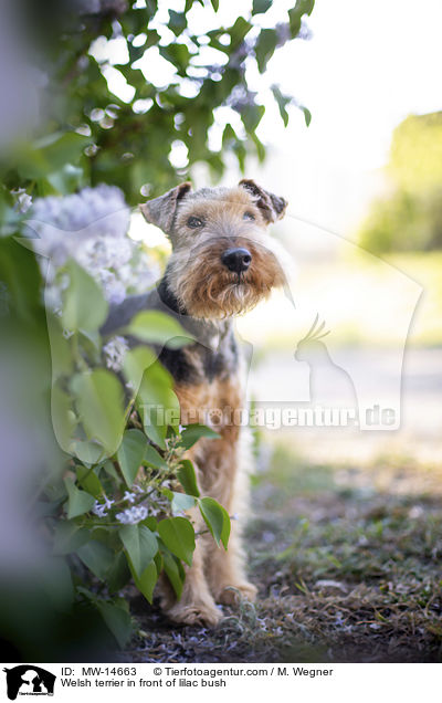 Welsh terrier in front of lilac bush / MW-14663