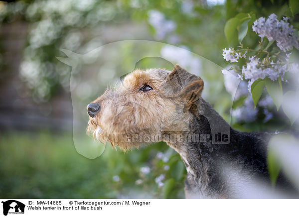 Welsh terrier in front of lilac bush / MW-14665