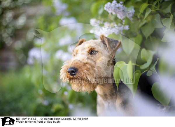 Welsh terrier in front of lilac bush / MW-14672