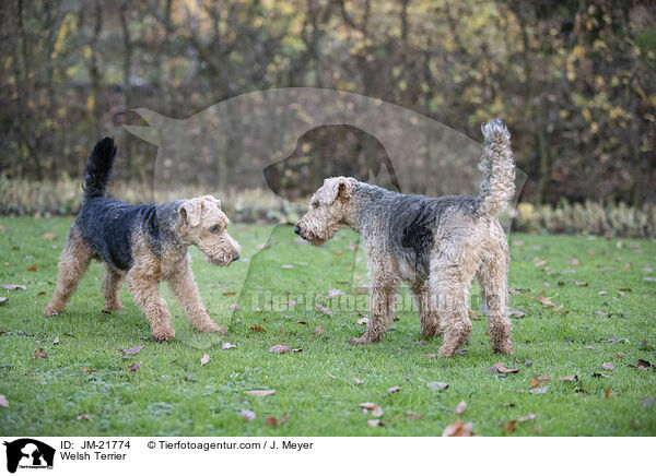 Welsh Terrier / Welsh Terrier / JM-21774