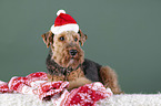 Welsh terrier between Christmas decoration