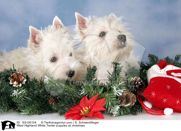 West Highland White Terrier Welpen zu Weihnachten / West Highland White Terrier puppies at christmas / SS-06104