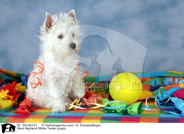 West Highland White Terrier puppy / SS-06131