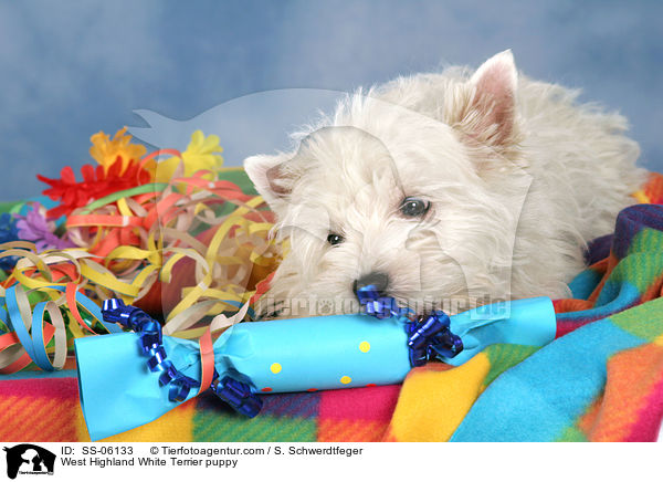 West Highland White Terrier puppy / SS-06133