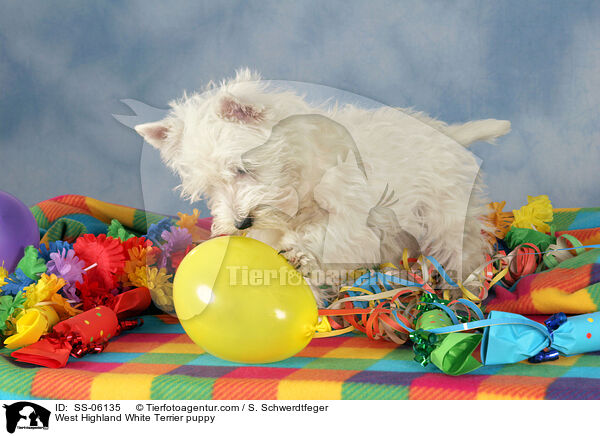 West Highland White Terrier puppy / SS-06135