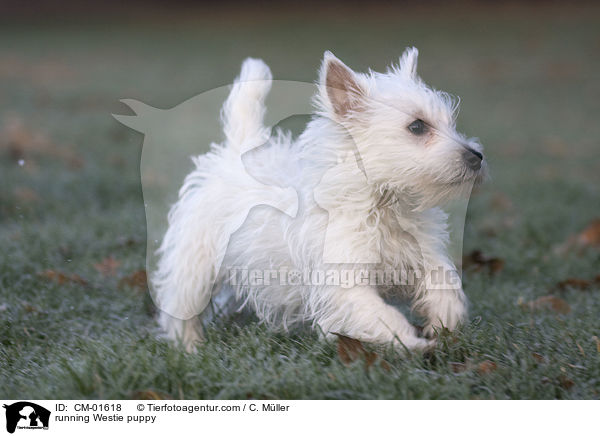 rennender West Highland White Terrier Welpe / running Westie puppy / CM-01618