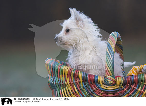 West Highland White Terrier Welpe im Krbchen / Westie puppy in basket / CM-01619