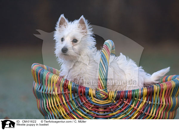 West Highland White Terrier Welpe im Krbchen / Westie puppy in basket / CM-01622