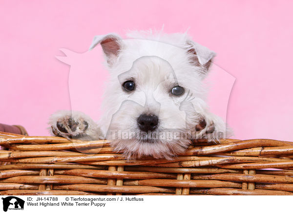 West Highland White Terrier Puppy / JH-14788