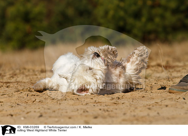 West Highland White Terrier wlzt sich / rolling West Highland White Terrier / KMI-03269