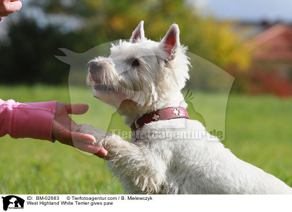 West Highland White Terrier gibt Pftchen / West Highland White Terrier gives paw / BM-02683