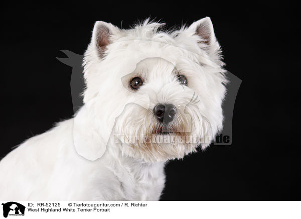 West Highland White Terrier Portrait / RR-52125