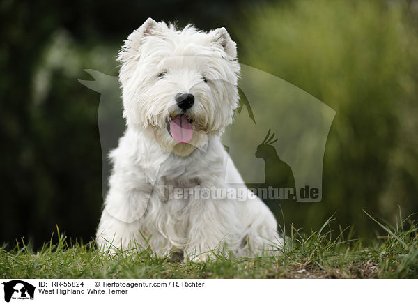 West Highland White Terrier / RR-55824