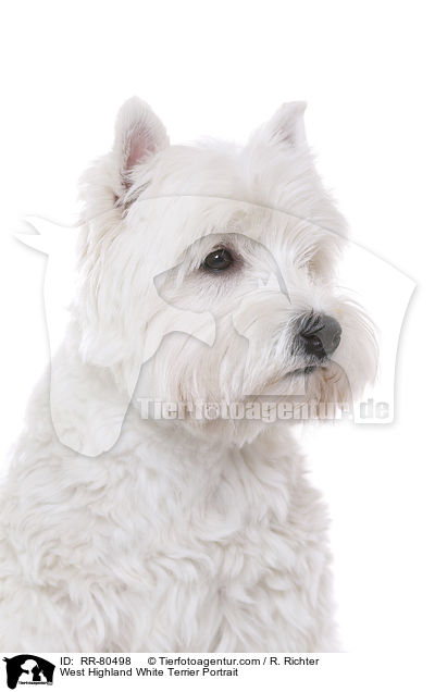 West Highland White Terrier Portrait / RR-80498