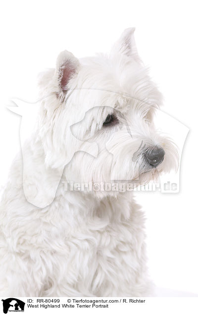 West Highland White Terrier Portrait / RR-80499