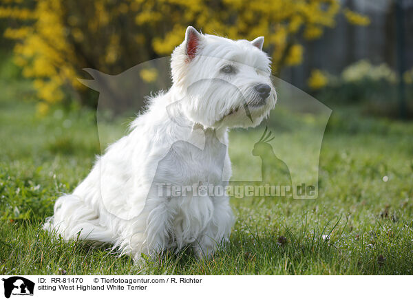 sitting West Highland White Terrier / RR-81470