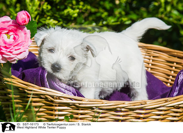 West Highland White Terrier Puppy / SST-16173