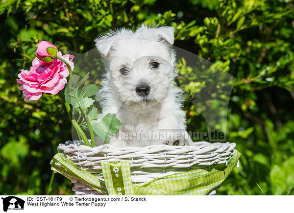 West Highland White Terrier Puppy / SST-16179