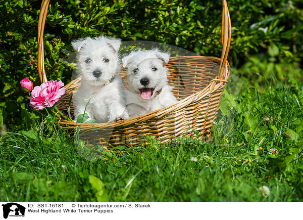 West Highland White Terrier Puppies / SST-16181