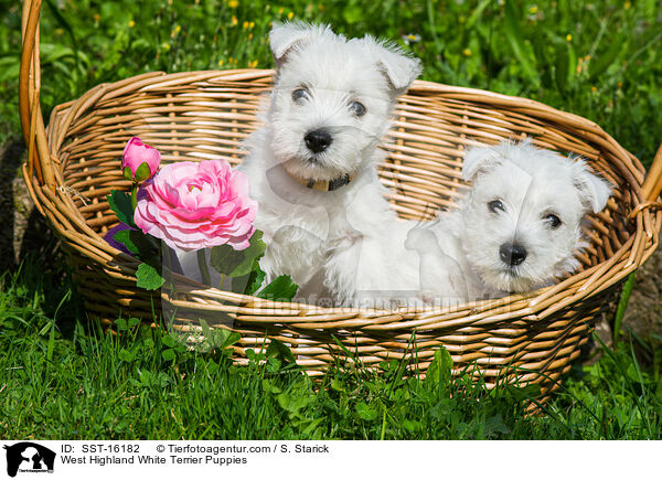 West Highland White Terrier Puppies / SST-16182