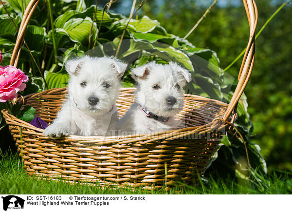 West Highland White Terrier Puppies / SST-16183
