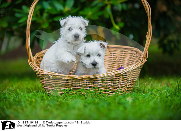 West Highland White Terrier Puppies / SST-16184