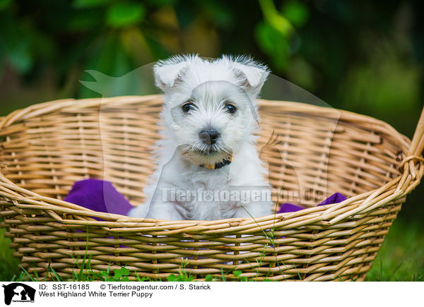 West Highland White Terrier Puppy / SST-16185