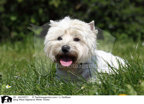 lying West Highland White Terrier / JH-23571