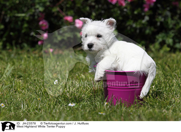 West Highland White Terrier Puppy / JH-23578