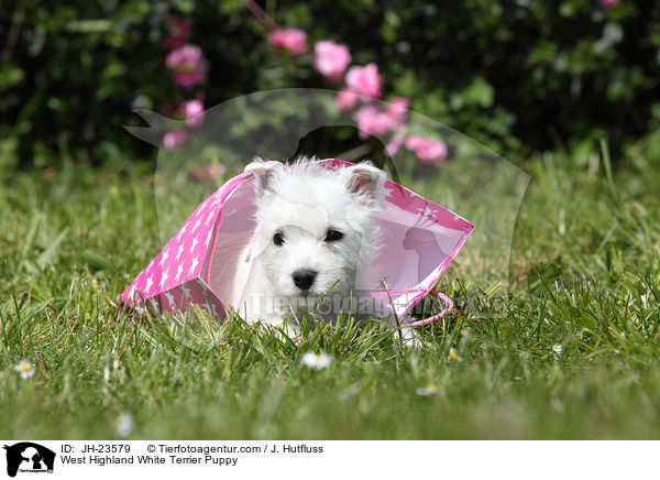 West Highland White Terrier Puppy / JH-23579