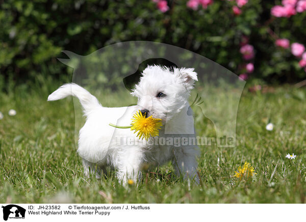 West Highland White Terrier Puppy / JH-23582