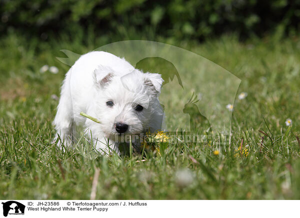 West Highland White Terrier Puppy / JH-23586