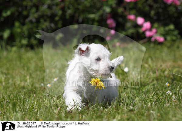 West Highland White Terrier Puppy / JH-23587