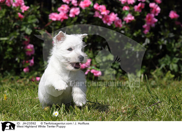 West Highland White Terrier Puppy / JH-23592