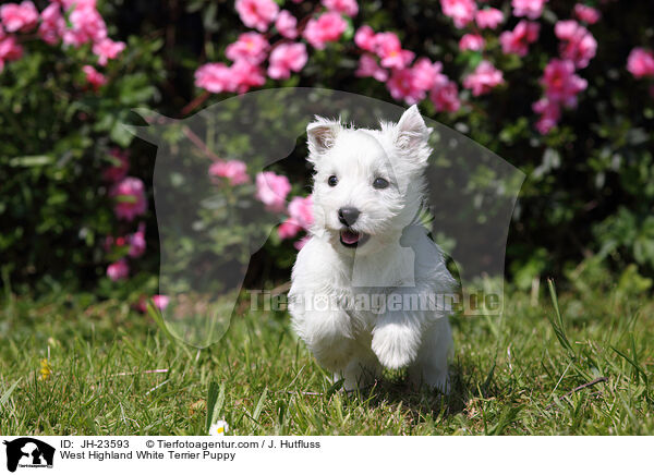 West Highland White Terrier Puppy / JH-23593