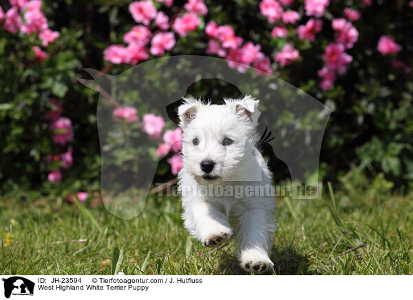 West Highland White Terrier Puppy / JH-23594