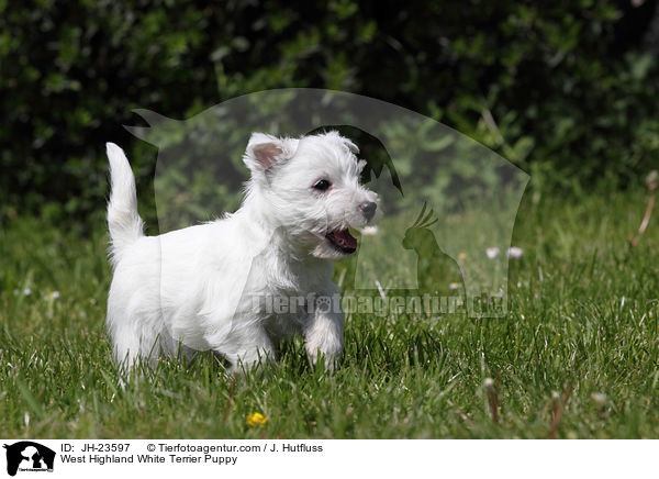 West Highland White Terrier Puppy / JH-23597