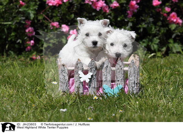West Highland White Terrier Puppies / JH-23603