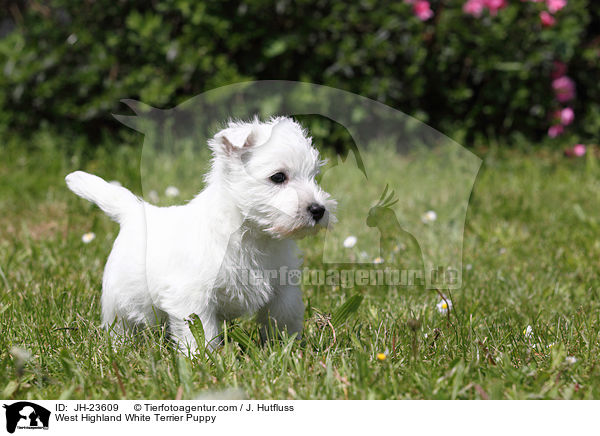 West Highland White Terrier Puppy / JH-23609