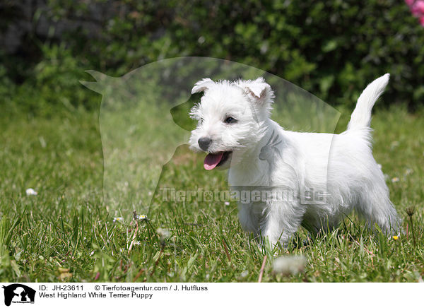 West Highland White Terrier Puppy / JH-23611