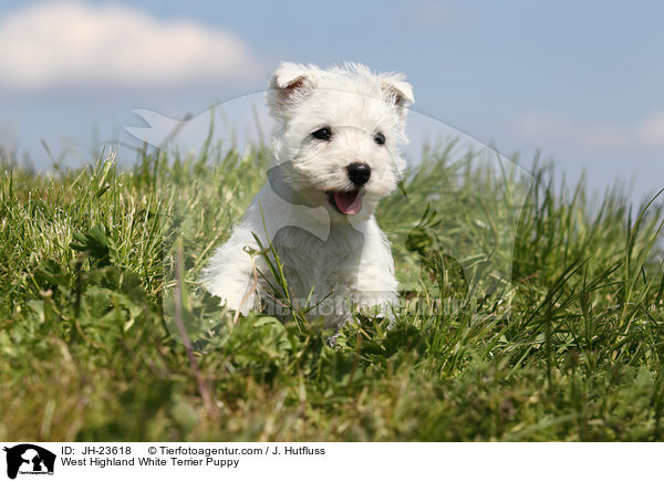 West Highland White Terrier Puppy / JH-23618
